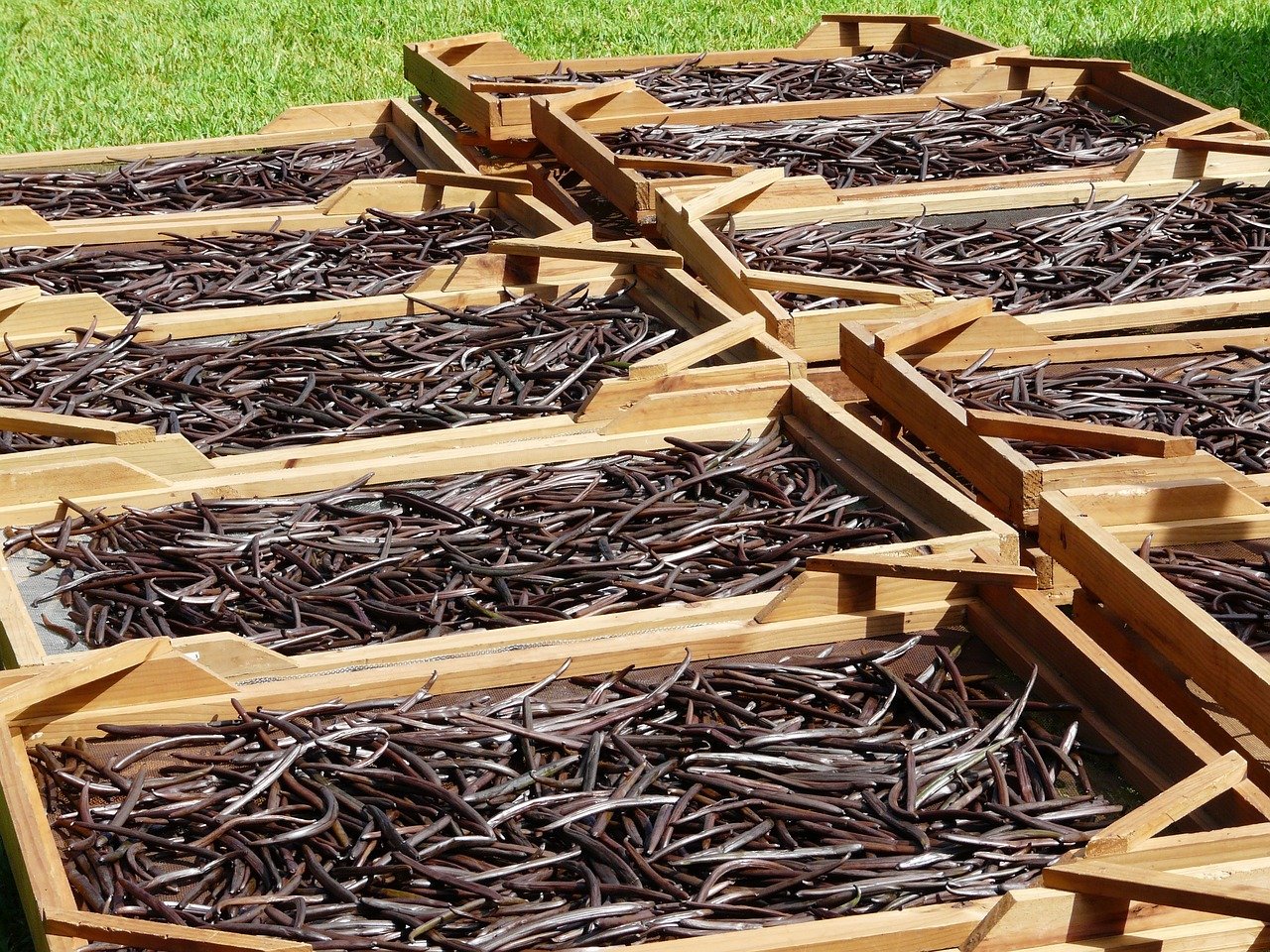 Indonesian vanilla beans curing in wooden trays under the sun, showcasing traditional drying methods for premium quality